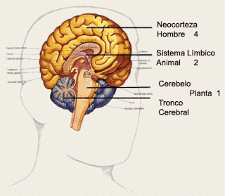 cómo almacena información nuestro cerebro